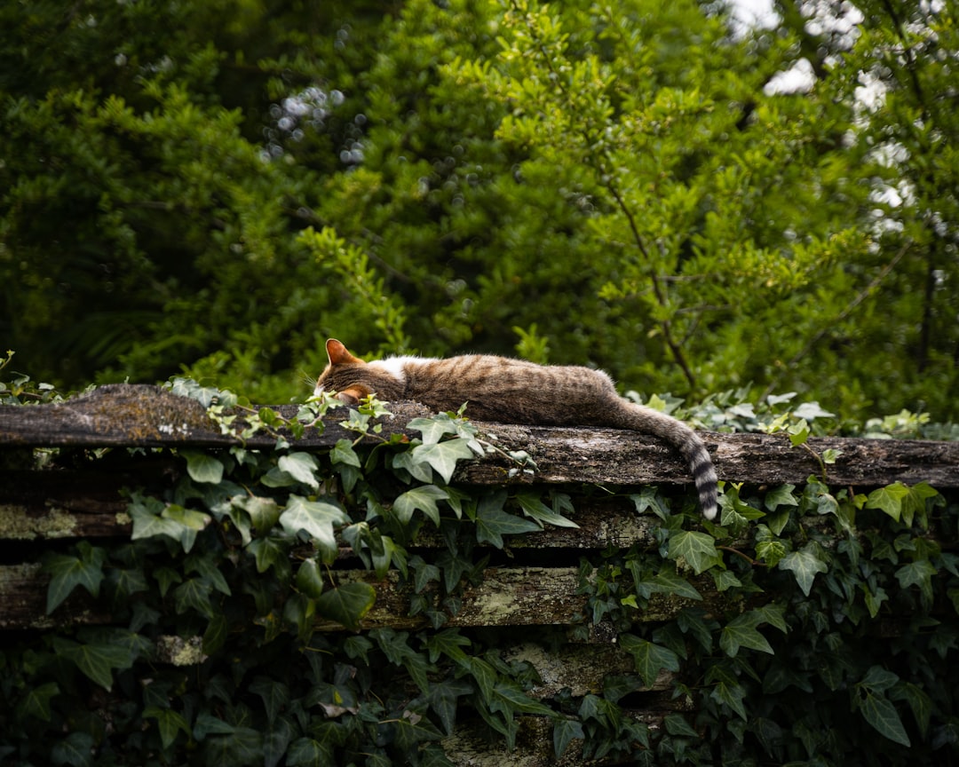 orange tabby cat on brown wooden log during daytime