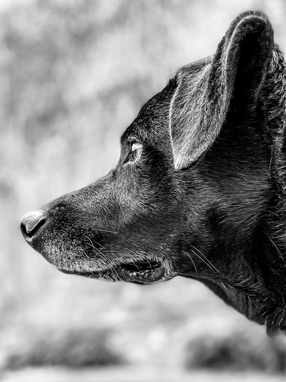 black labrador retriever in grayscale photography