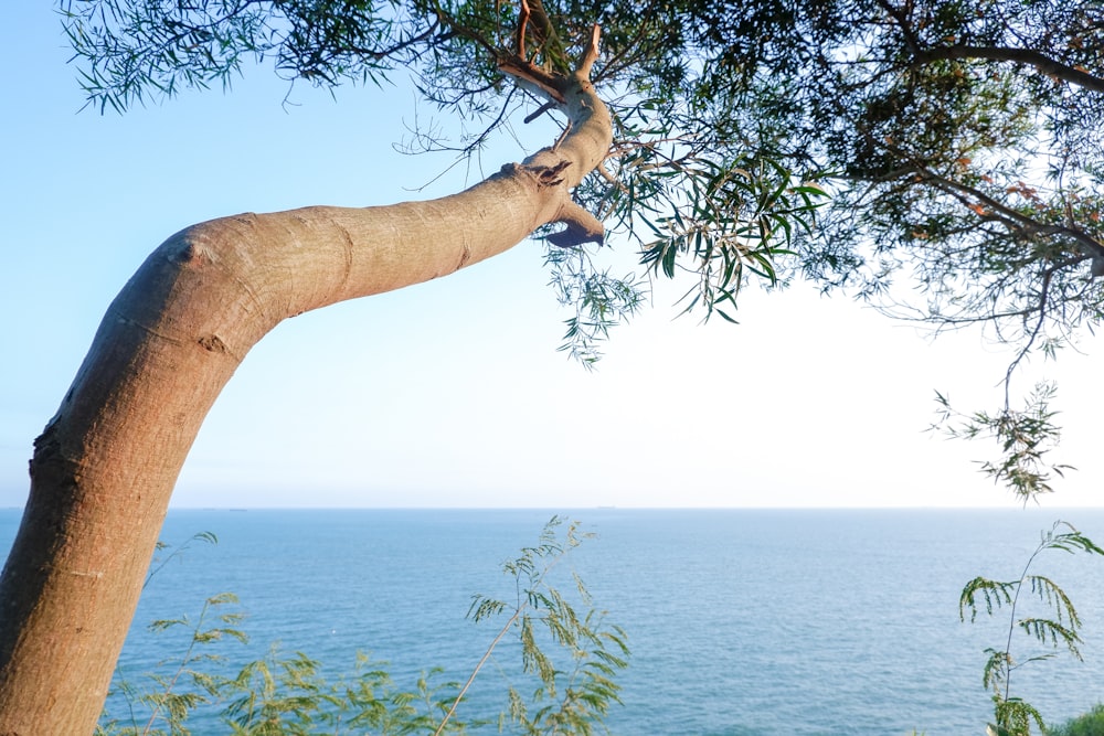 brown tree trunk near body of water during daytime