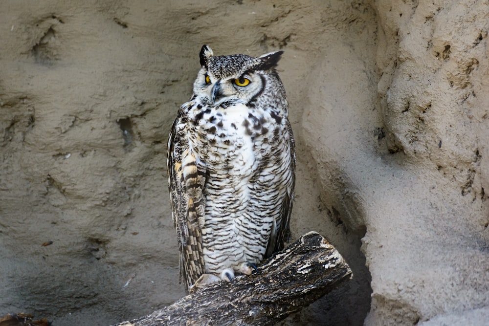 white and black owl on brown wood log