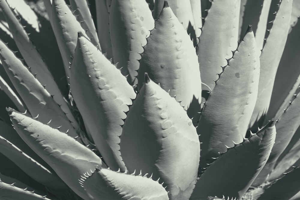 green and white plant leaves