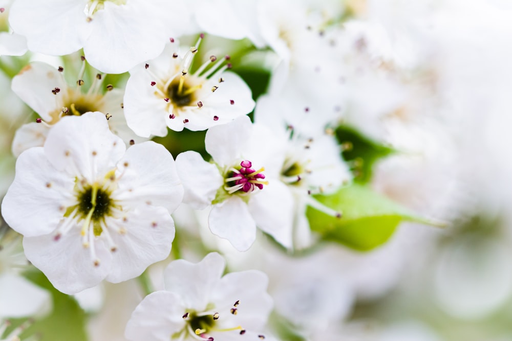 white and green flower in macro shot