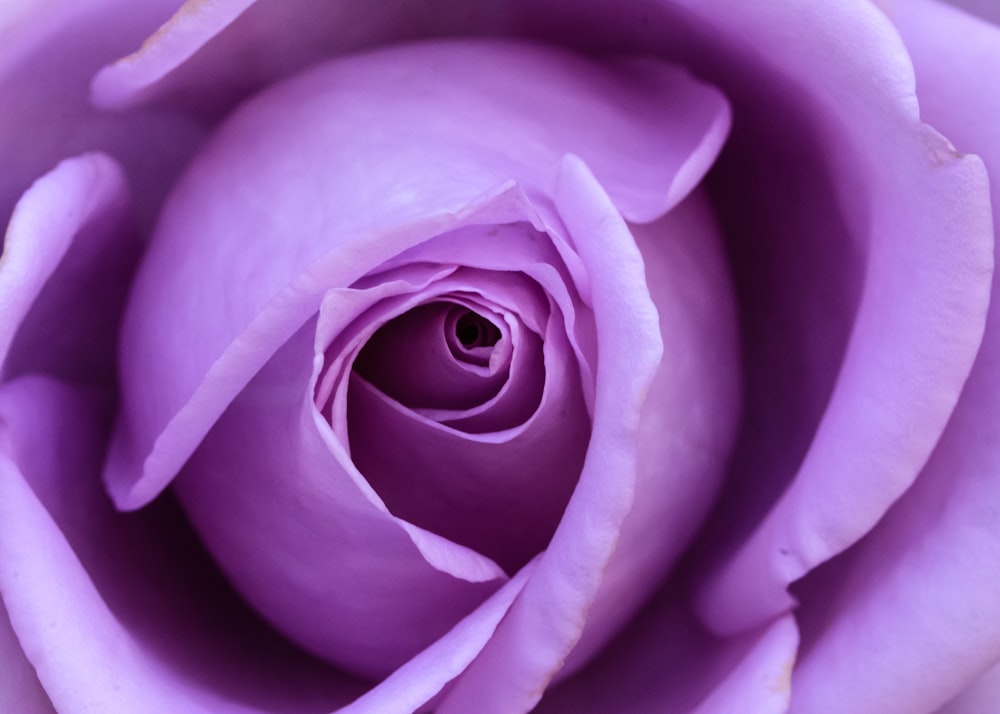 purple rose in close up photography