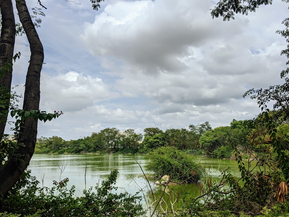 green trees beside river under cloudy sky during daytime