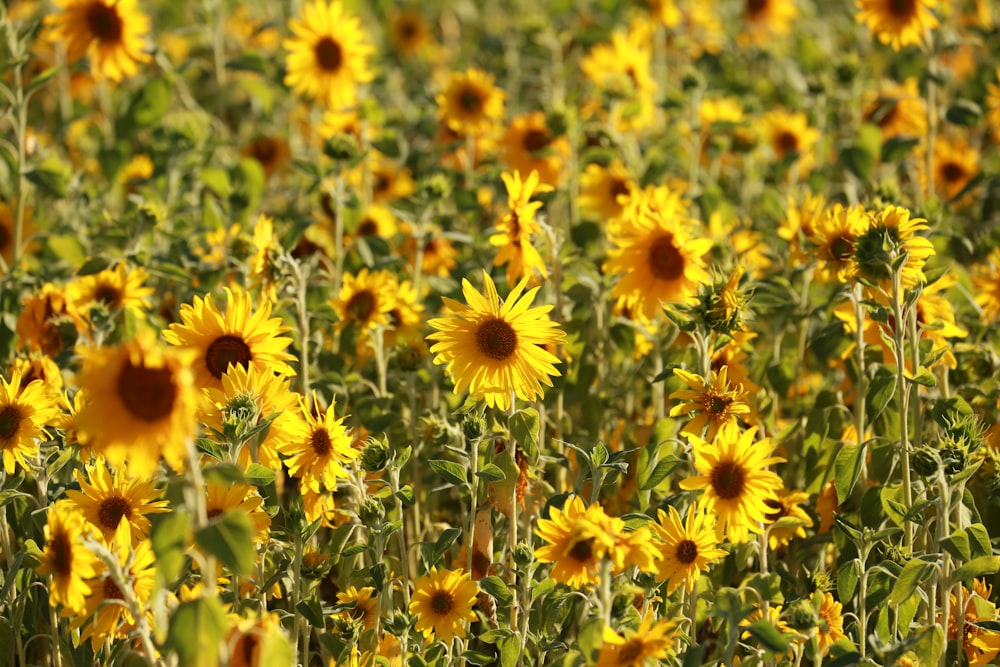 yellow and red flower field during daytime