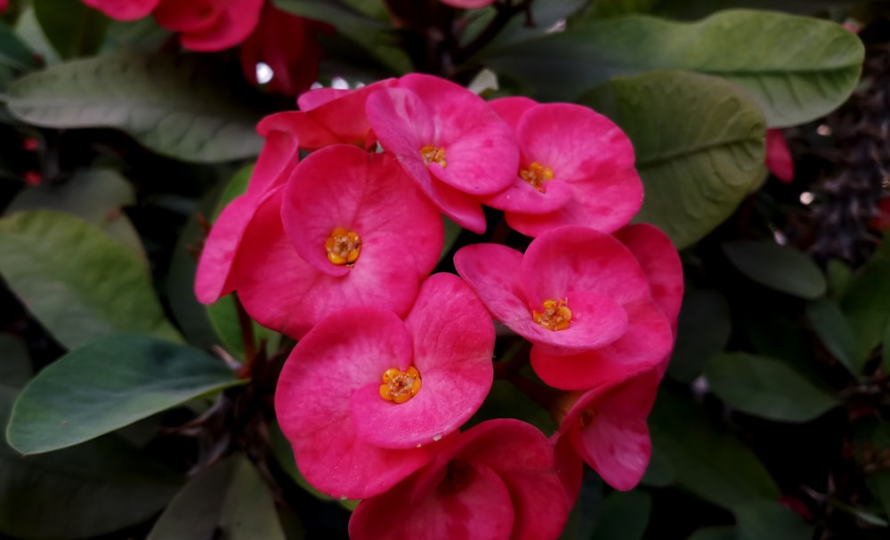 pink flower in macro shot