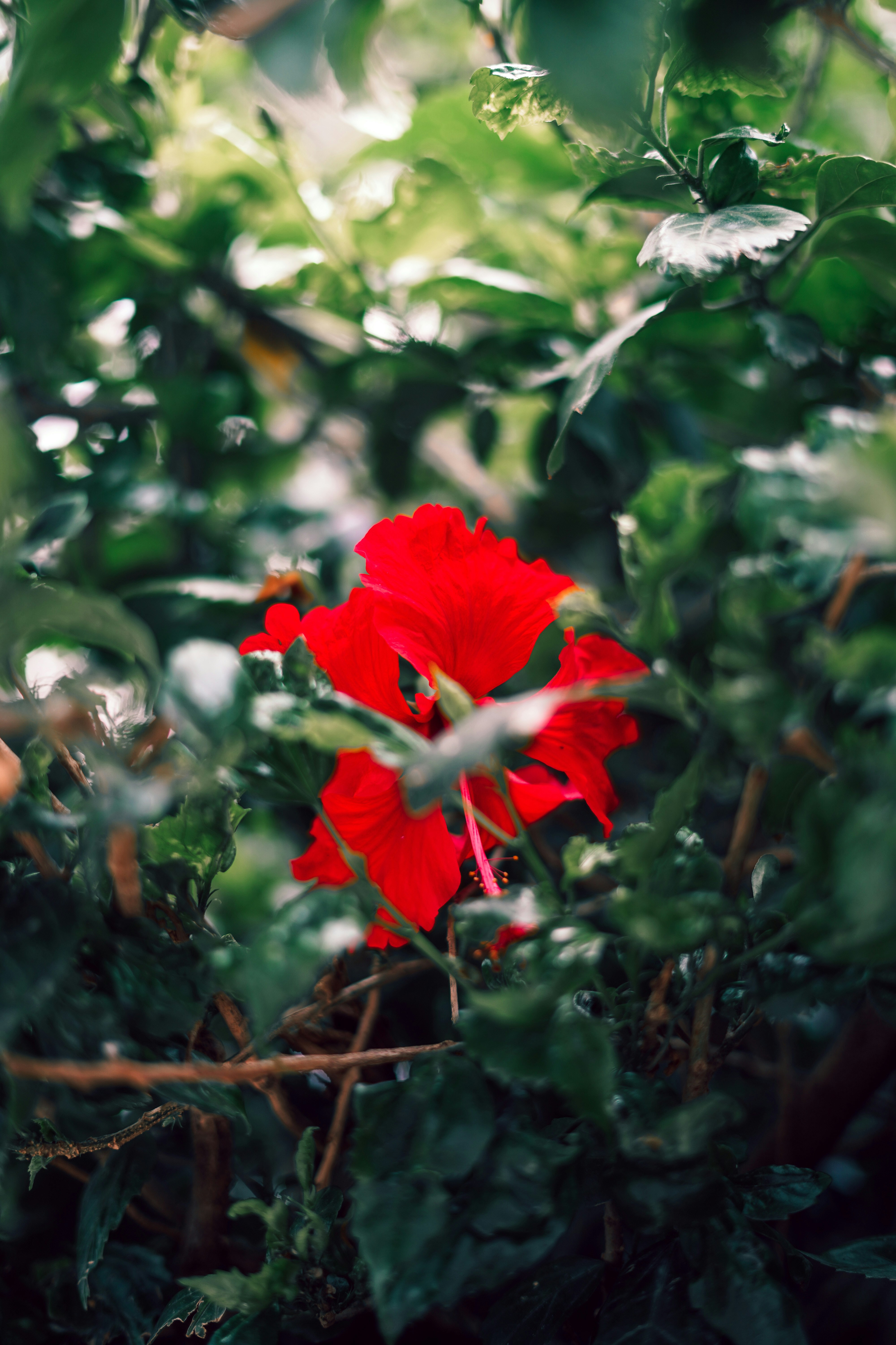 Photo by shyammishra94