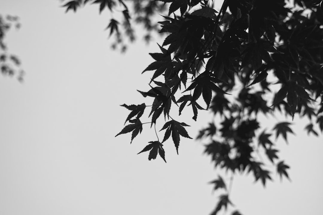grayscale photo of leaves during daytime,
