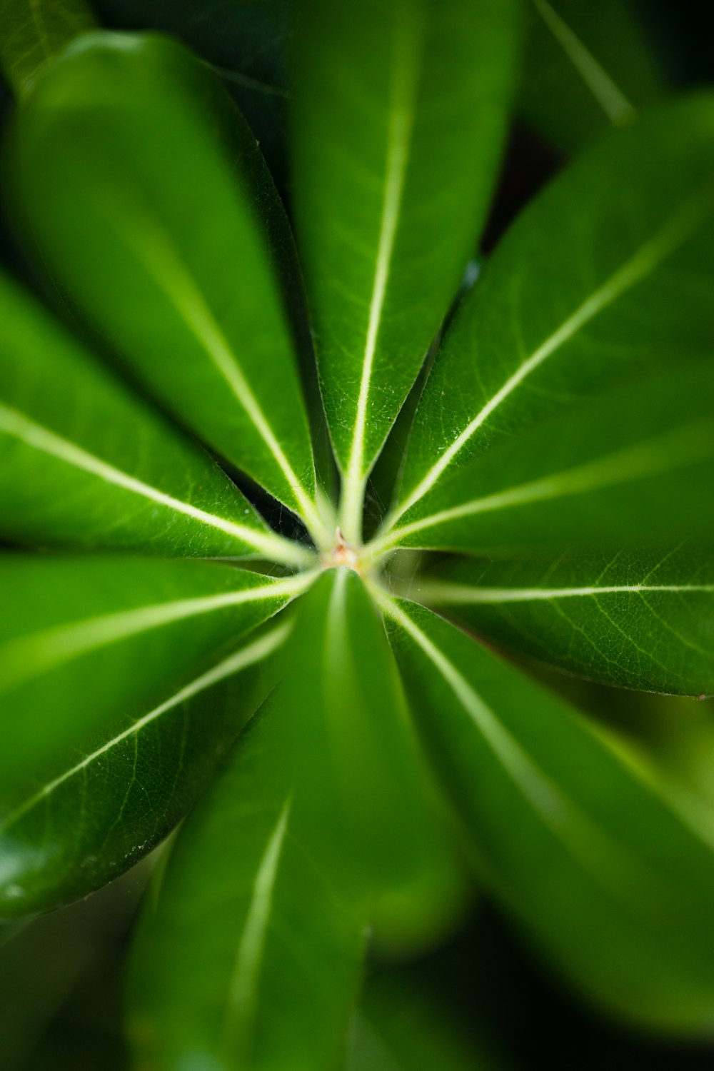 green leaf plant in close up photography