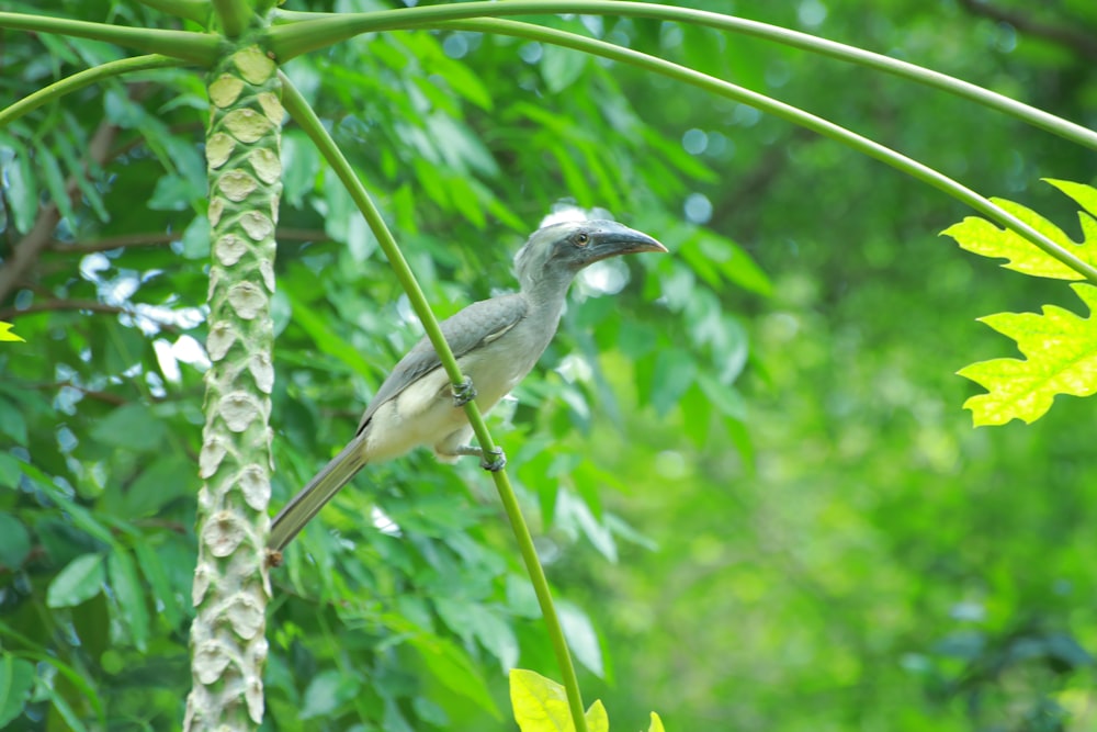 gray and white bird on tree branch during daytime