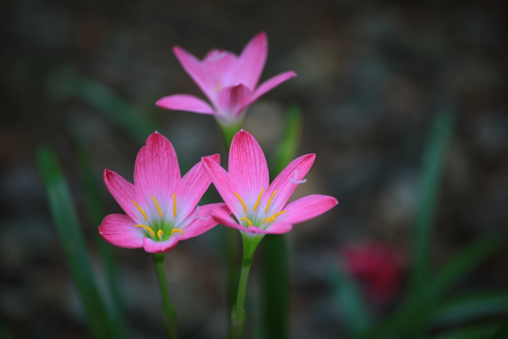 purple crocus in bloom during daytime