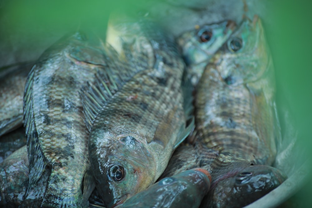 緑色の表面に銀色の魚