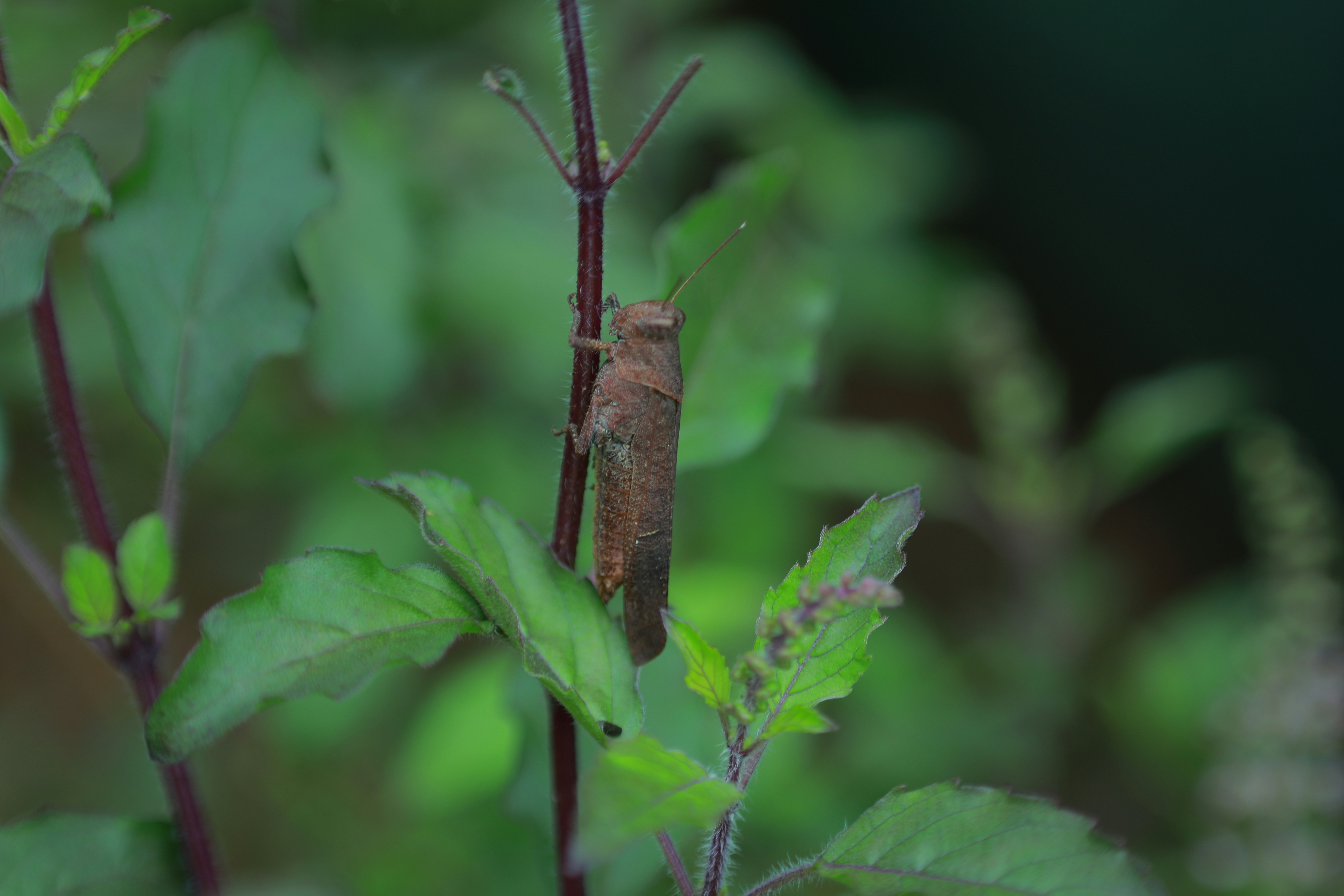 Braune Heuschrecke auf grünem Blatt in Nahaufnahmen während des Tages