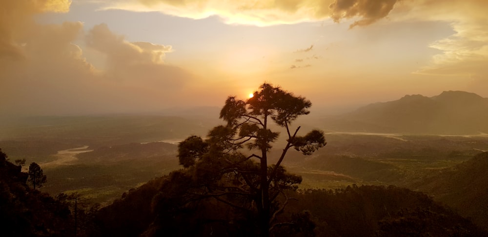 green tree on top of mountain during sunset