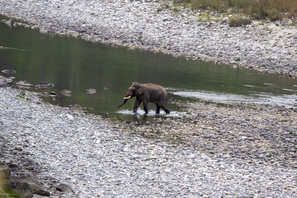 brown elephant on river during daytime