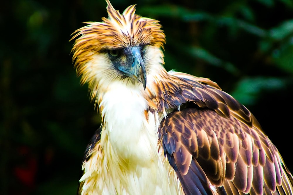 brown and white eagle in tilt shift lens