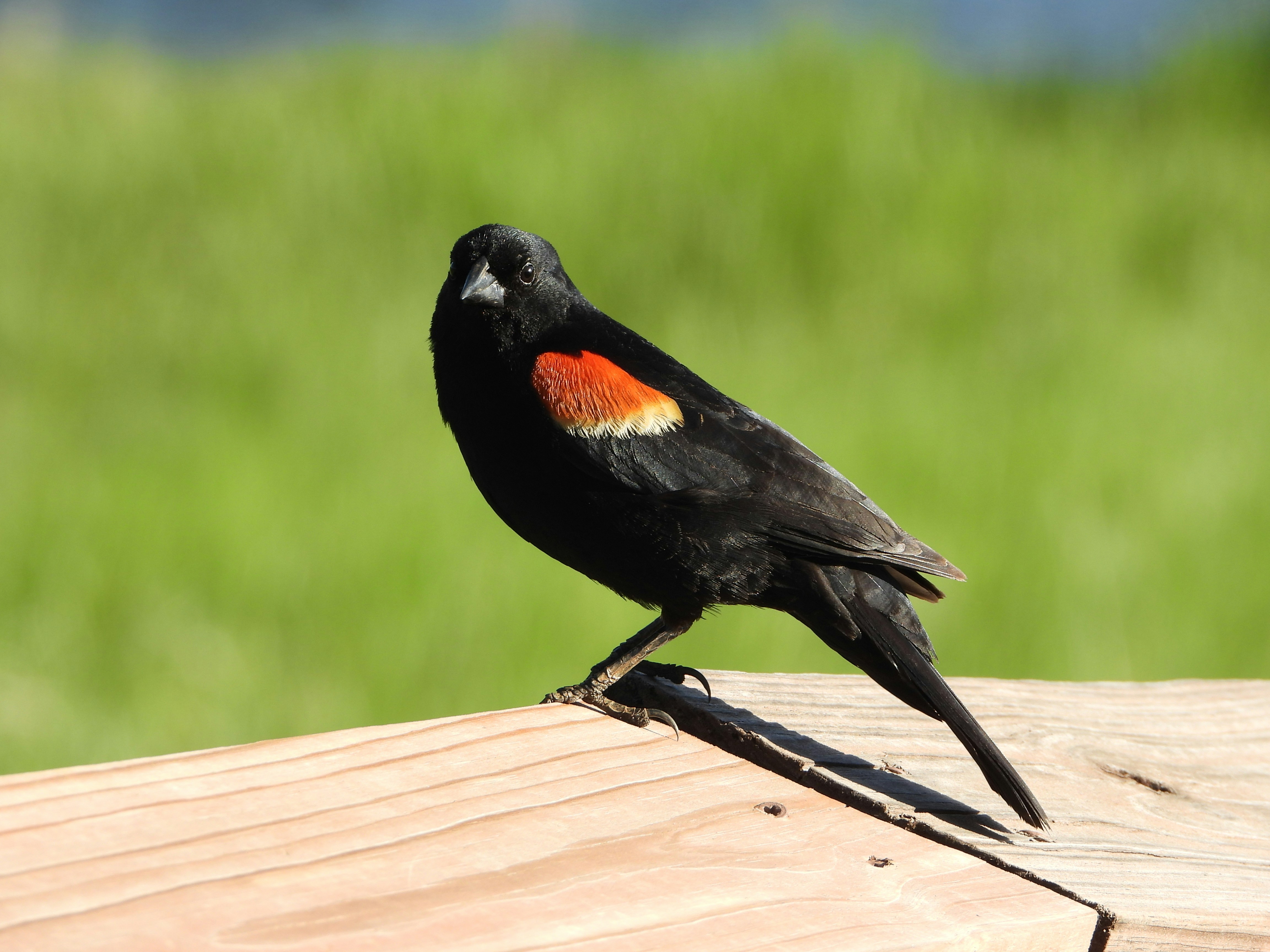 Photo by evergreene24