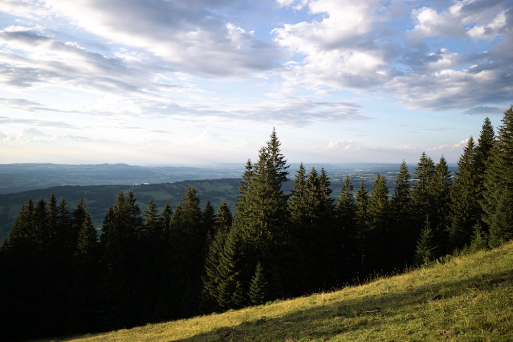 green grass field and pine trees under white clouds and blue sky during daytime