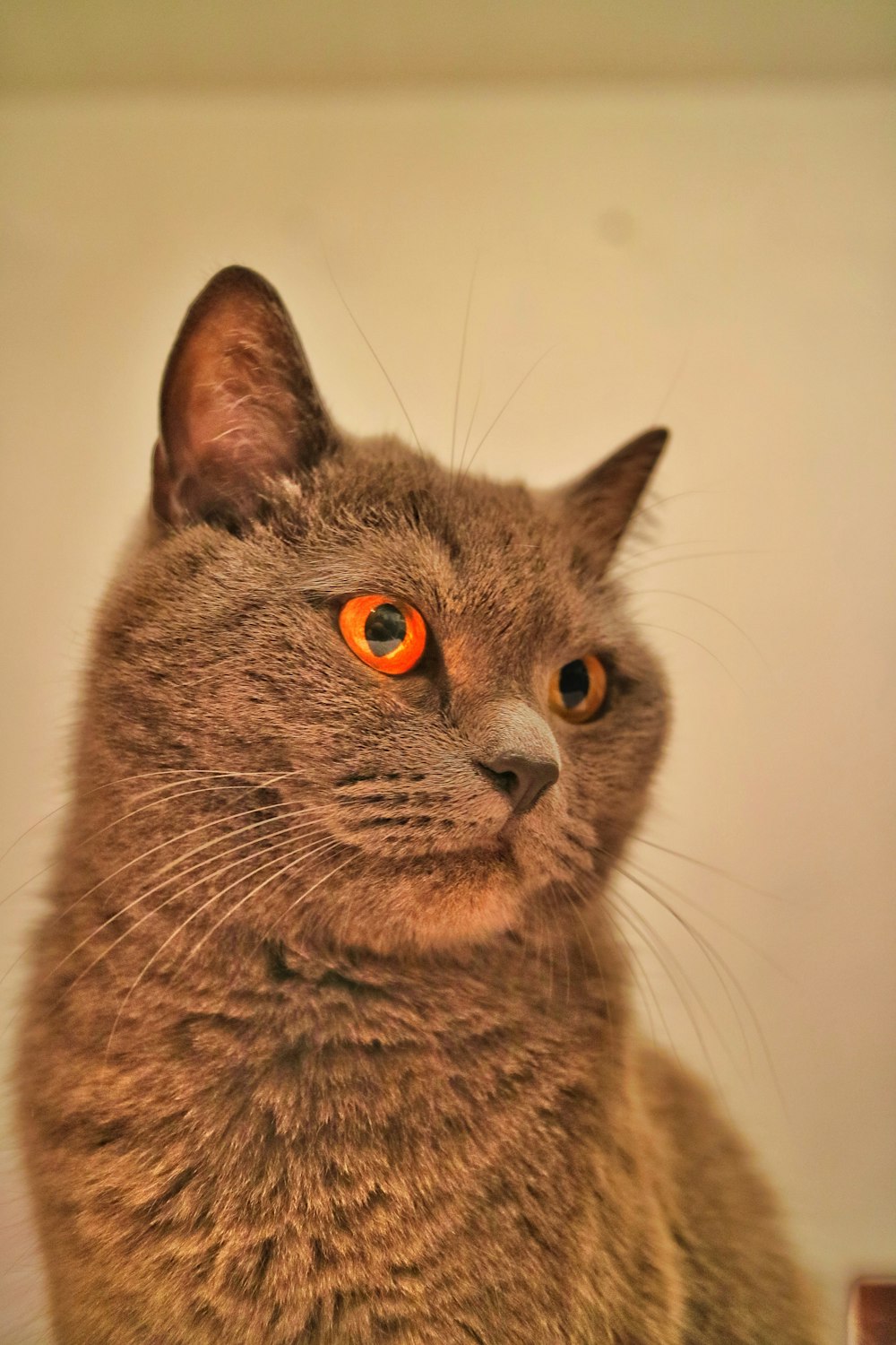 brown tabby cat in white room