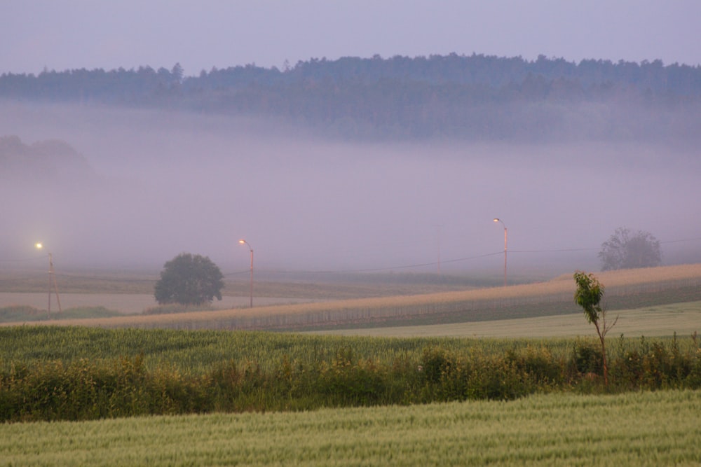 Champ d’herbe verte sous les nuages blancs pendant la journée