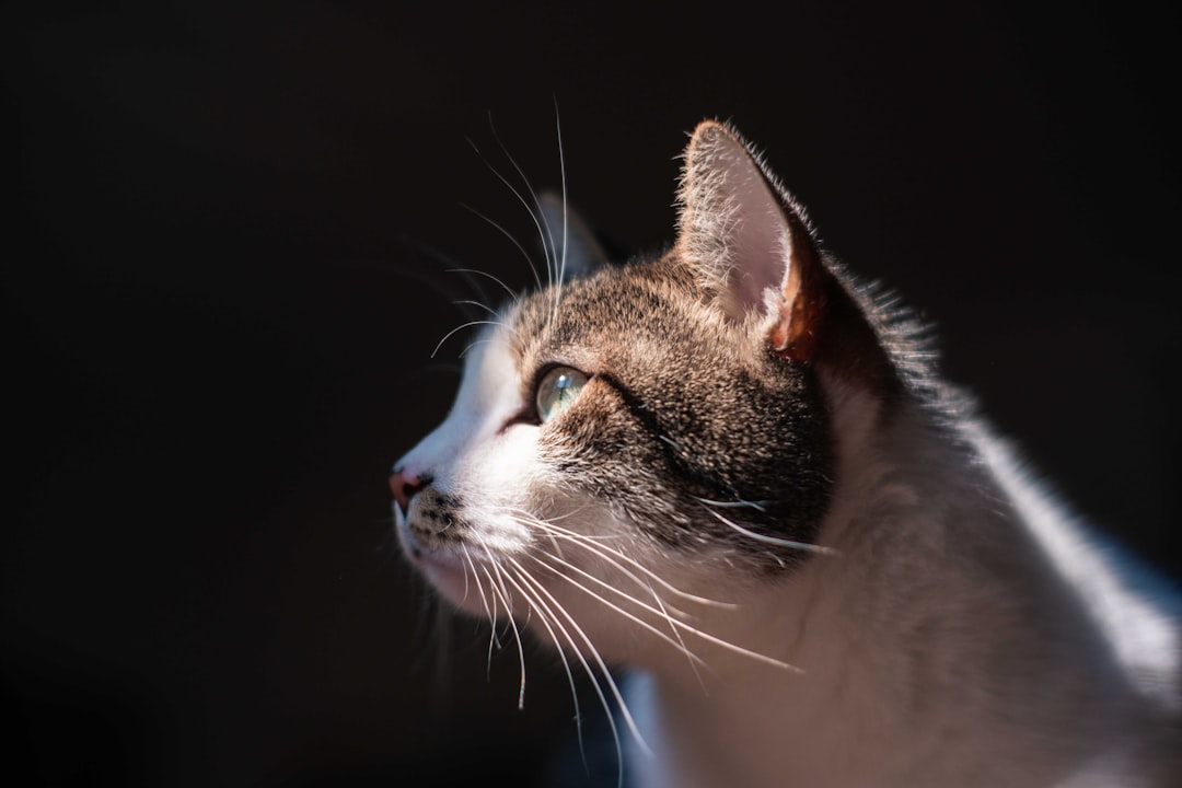 white and brown tabby cat