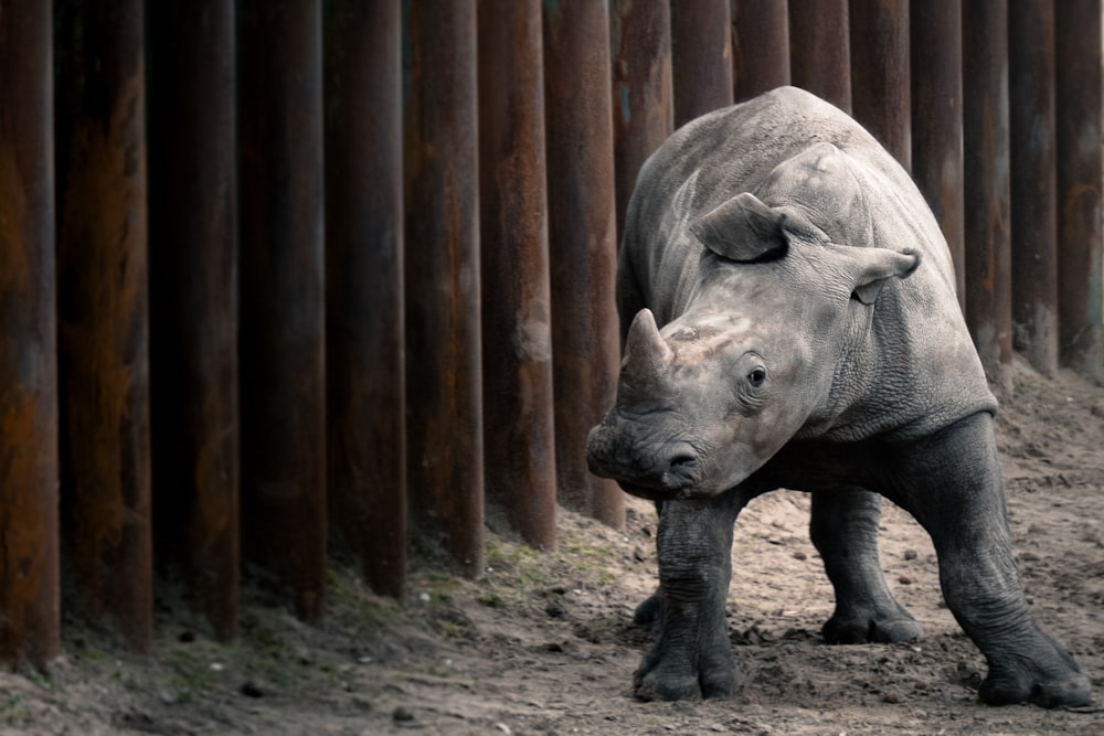 grey rhinoceros on brown field during daytime