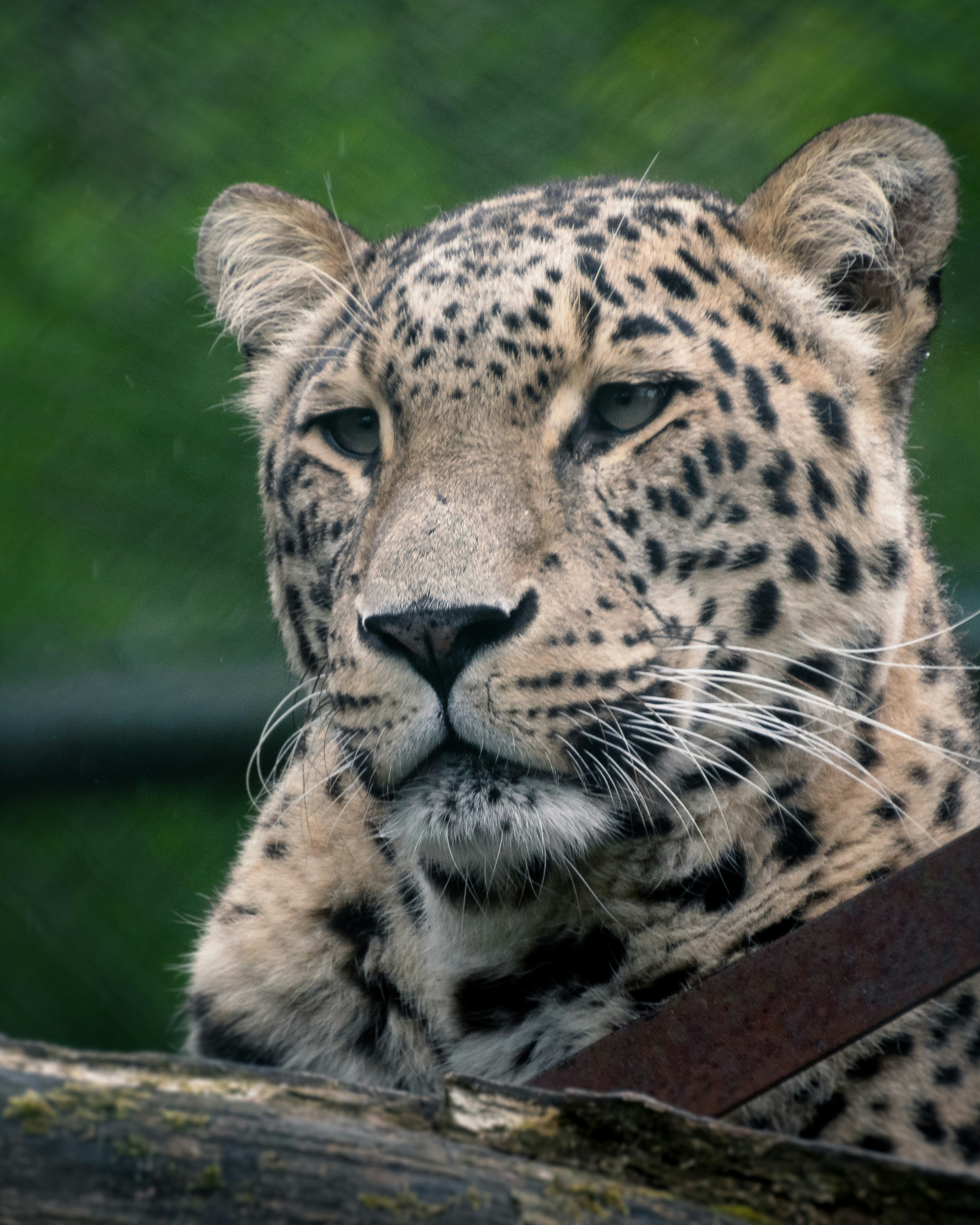 leopardo marrón y negro acostado en un tronco de madera marrón durante el día