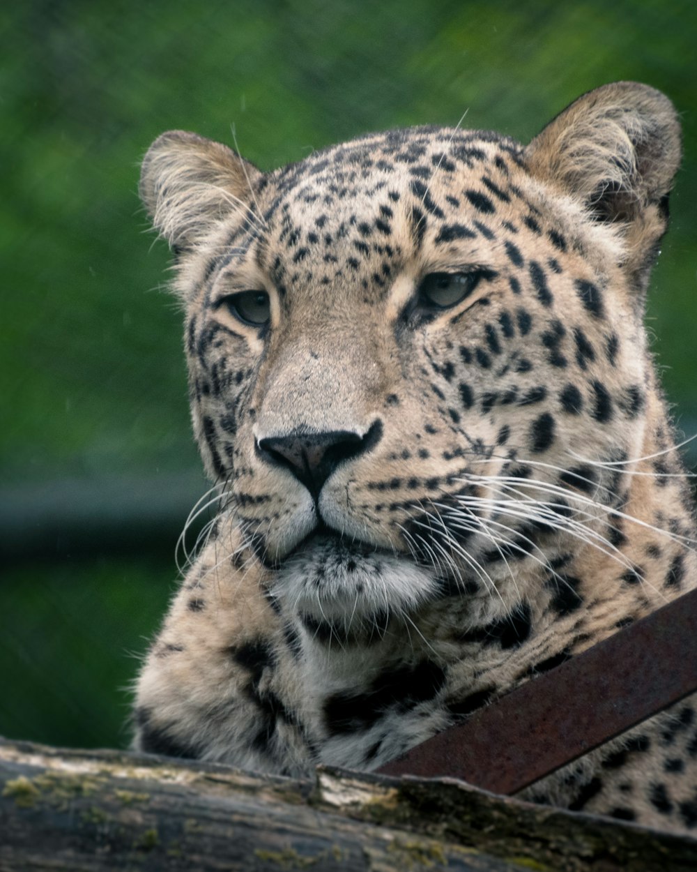 brown and black leopard lying on brown wooden log during daytime