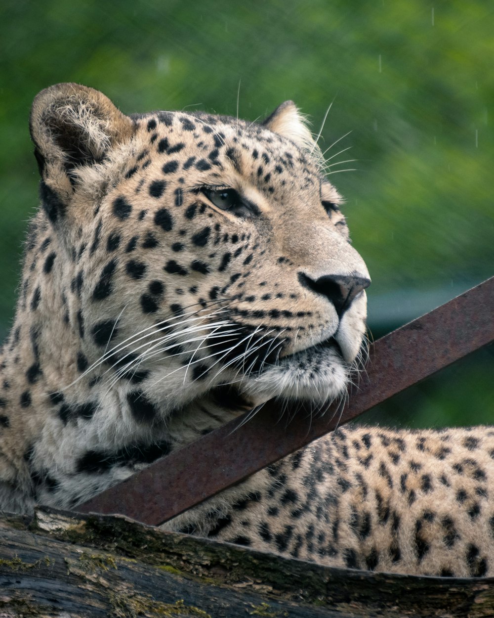 brown and black leopard on brown wooden stick during daytime