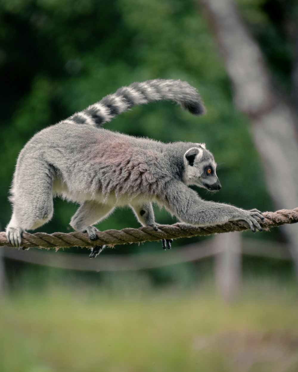 white and black animal on brown tree branch during daytime