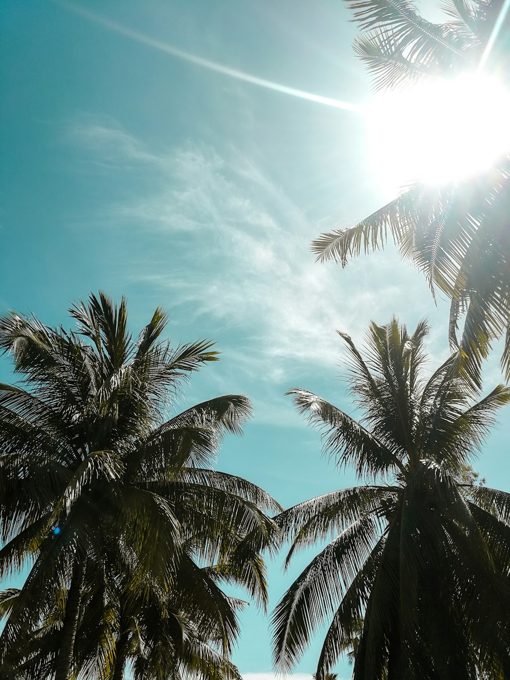 green palm tree under blue sky during daytime