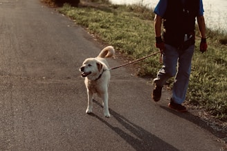 man in blue t-shirt and blue denim jeans holding yellow labrador retriever