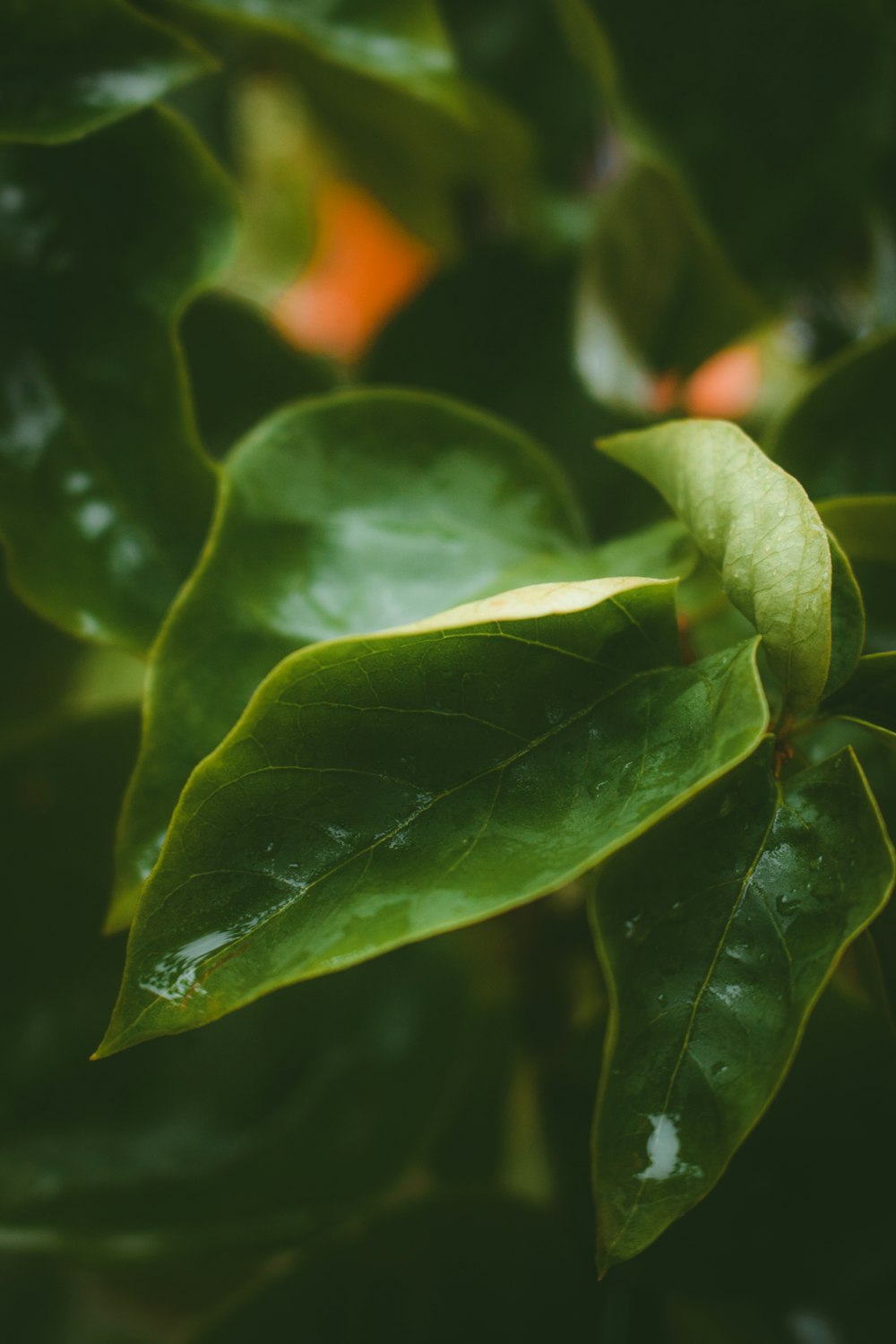 green leaf plant in close up photography