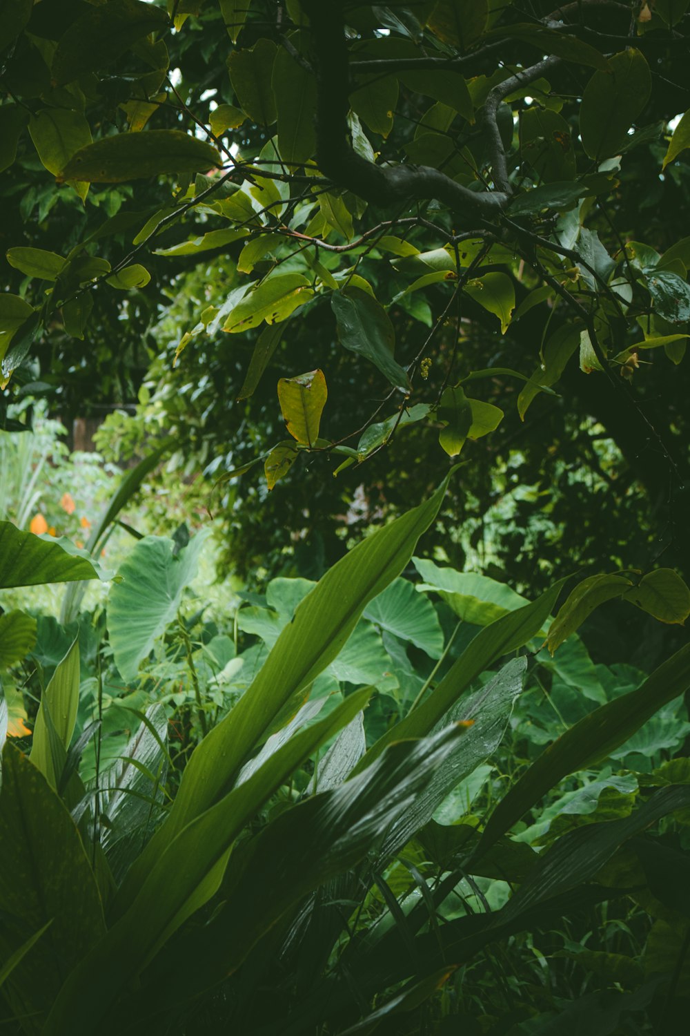 green banana tree during daytime