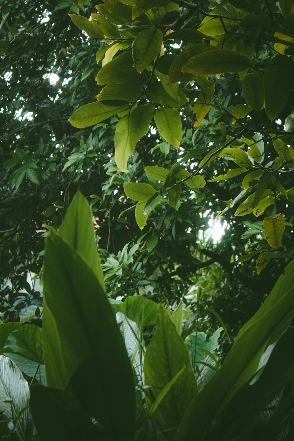 folhas verdes em folhas verdes durante o dia