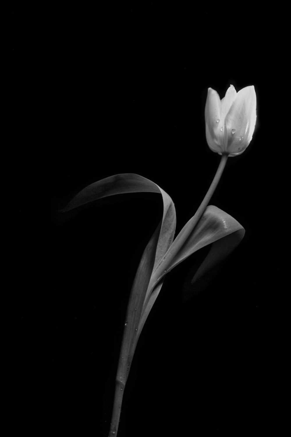 white flower with black background