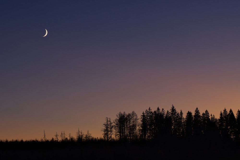 silhouette of trees during sunset