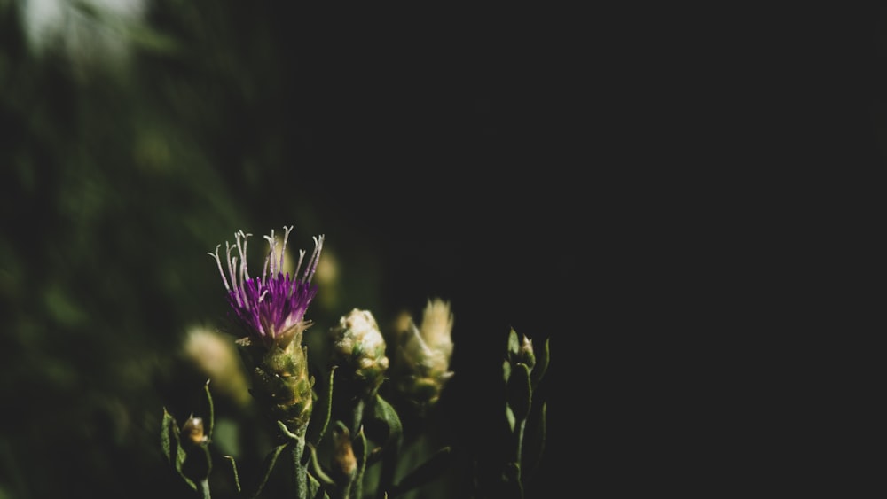 purple flower in black background