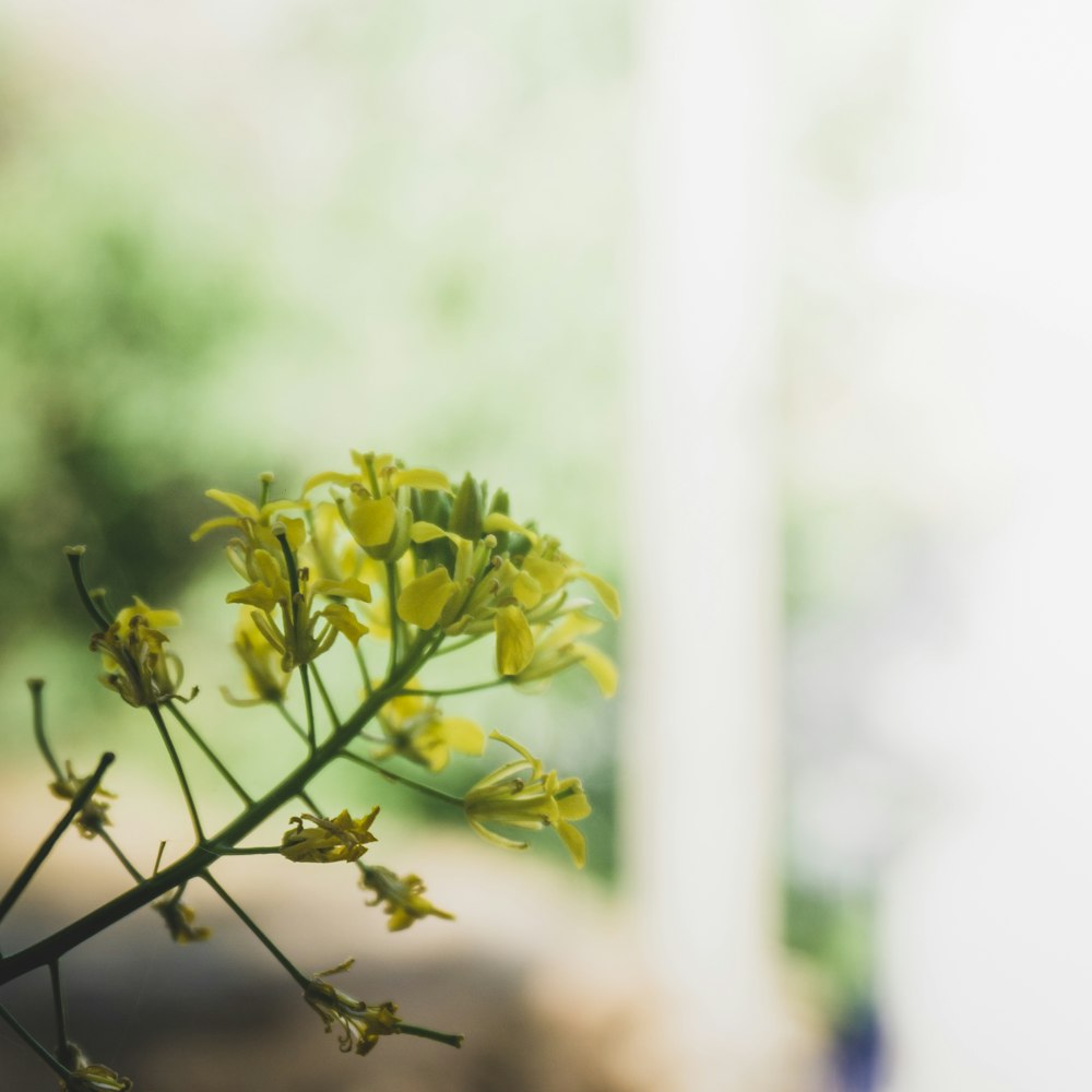 yellow flower in tilt shift lens