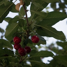 Clusters of ripe red cherries hang from a tree branch surrounded by lush green leaves. The cherries are glossy and plump, indicating ripeness, and the background is softly blurred, suggesting a natural outdoor setting.