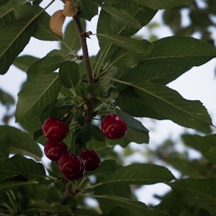 Clusters of ripe red cherries hang from a tree branch surrounded by lush green leaves. The cherries are glossy and plump, indicating ripeness, and the background is softly blurred, suggesting a natural outdoor setting.