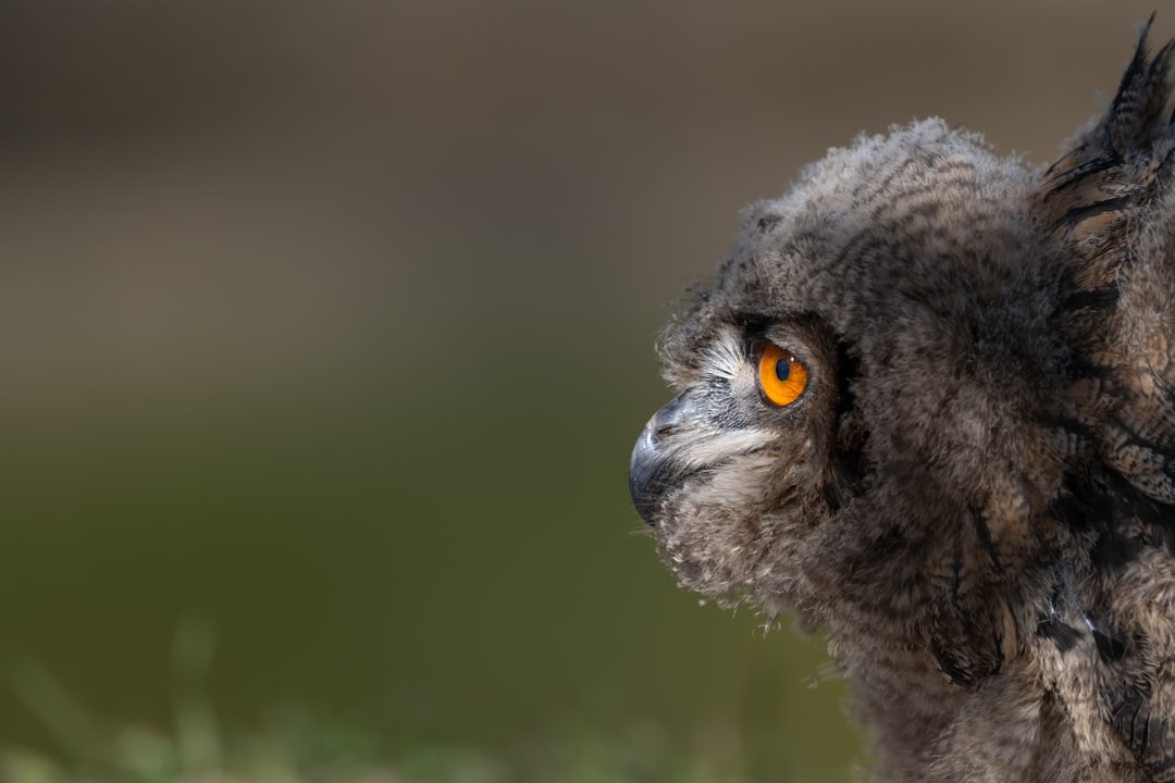 black and gray owl in tilt shift lens