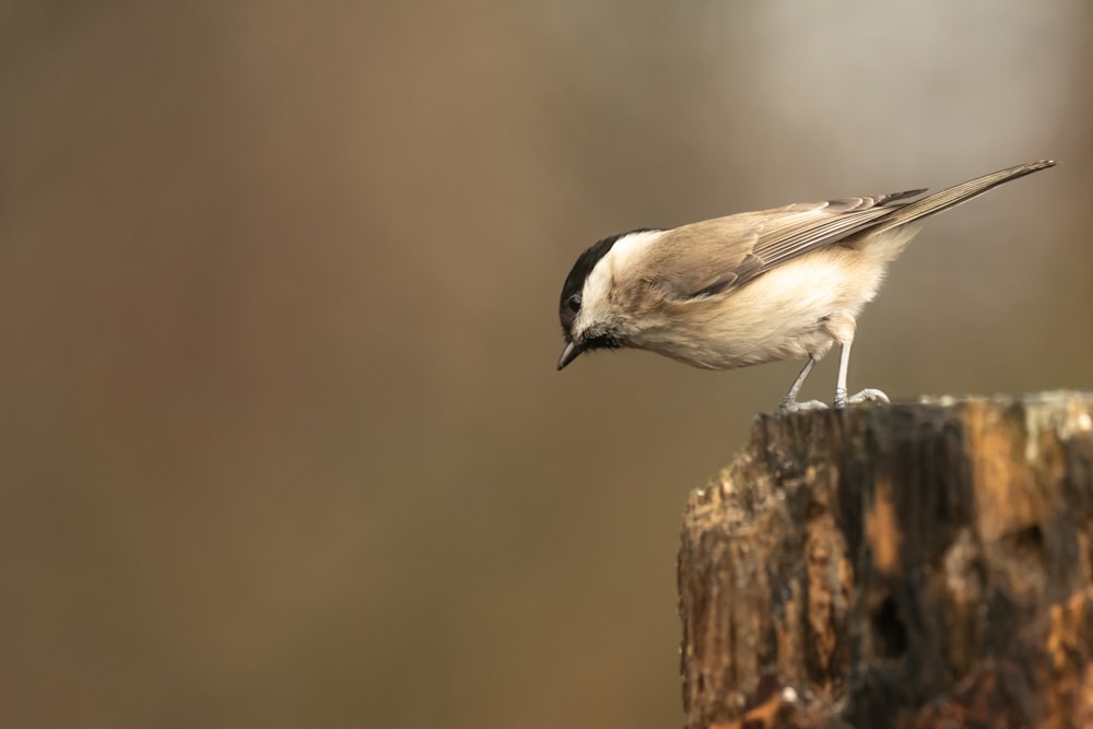 brown and white bird on brown tree branch