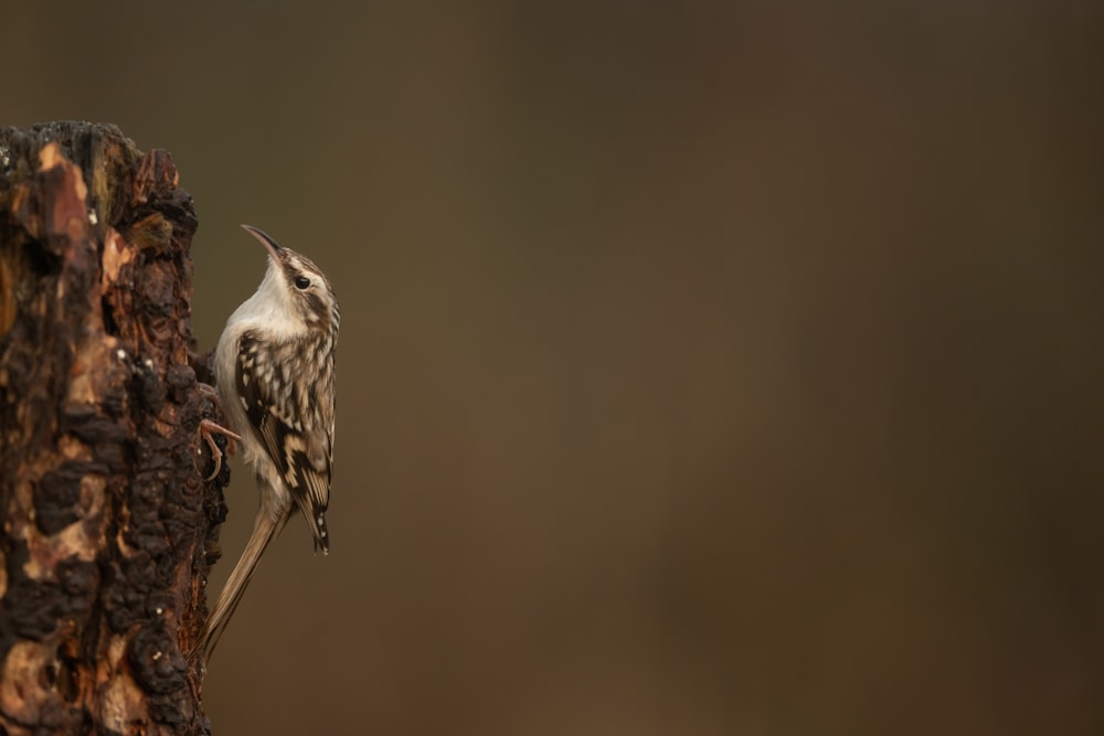 brown bird perched on brown tree branch