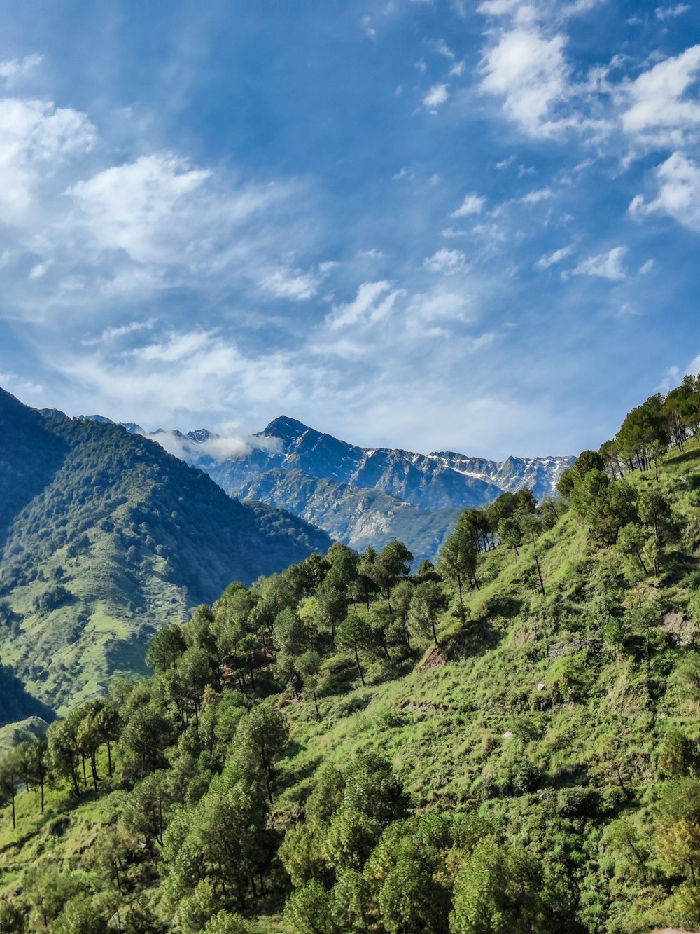 Grüne Bäume am Berg unter blauem Himmel tagsüber