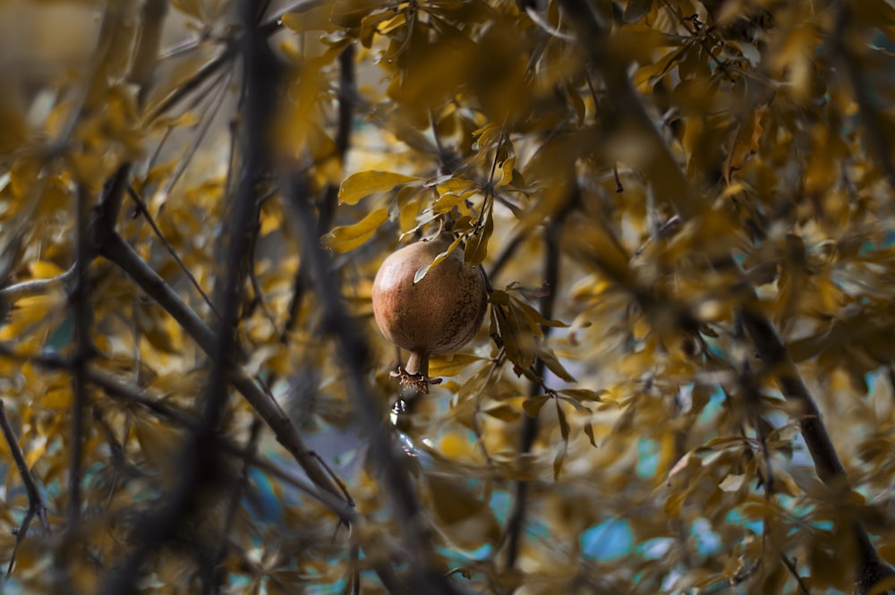 braune Früchte am Ast tagsüber