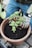 A person wearing blue pants and gardening gloves is tending to a small tomato plant in a terracotta pot filled with soil. The person is holding a gardening tool, and the scene is set on a paver surface.