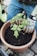 A person wearing blue pants and gardening gloves is tending to a small tomato plant in a terracotta pot filled with soil. The person is holding a gardening tool, and the scene is set on a paver surface.