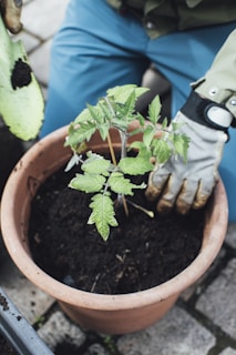 A person wearing blue pants and gardening gloves is tending to a small tomato plant in a terracotta pot filled with soil. The person is holding a gardening tool, and the scene is set on a paver surface.