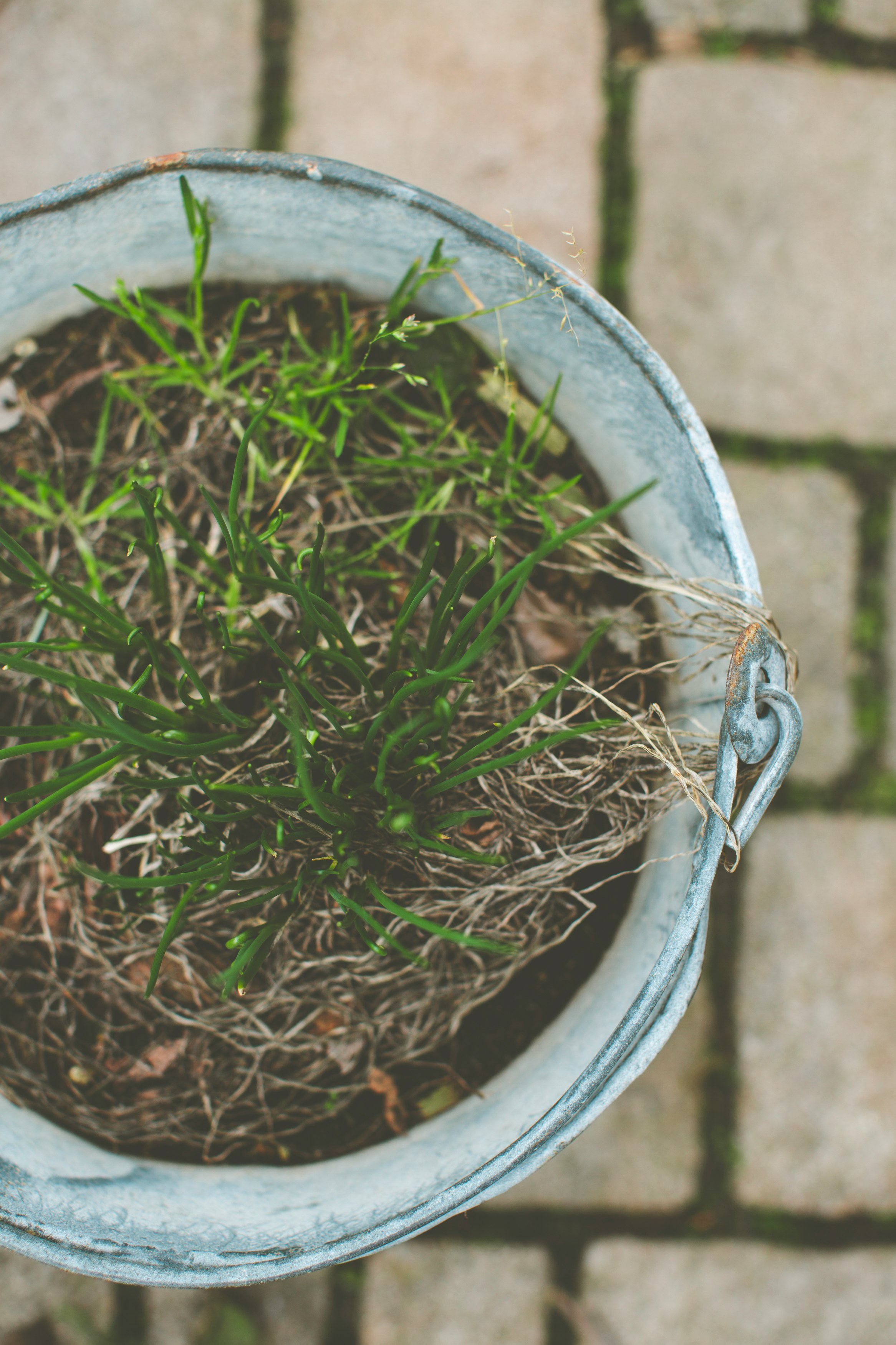 green grass in white plastic bucket